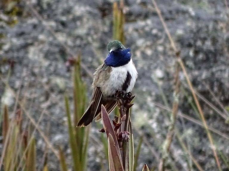 Descubren el colibrí "Estrella de garganta azul" en el Oro y Loja