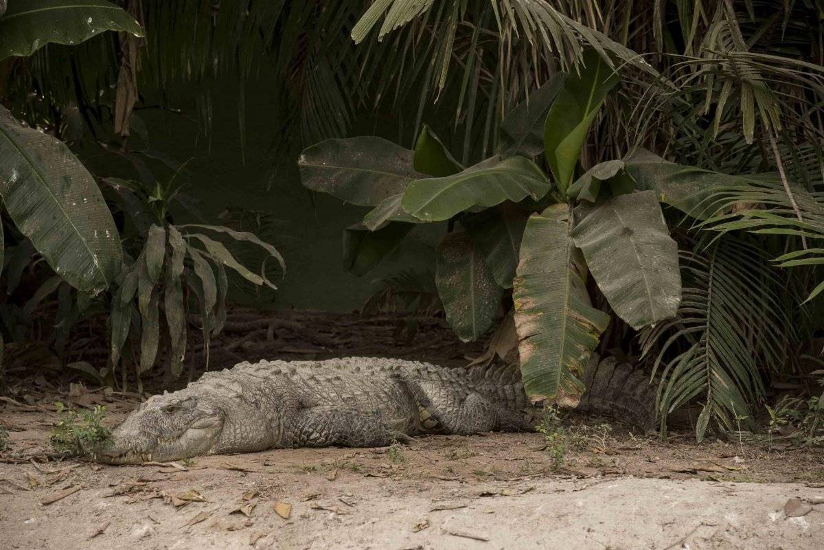 Surge escuadrón “mata cocodrilos” en Puerto Vallarta