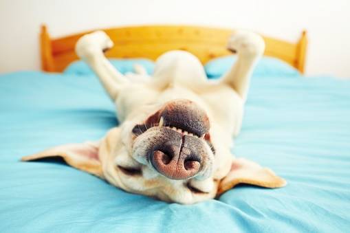 perros coronavirus