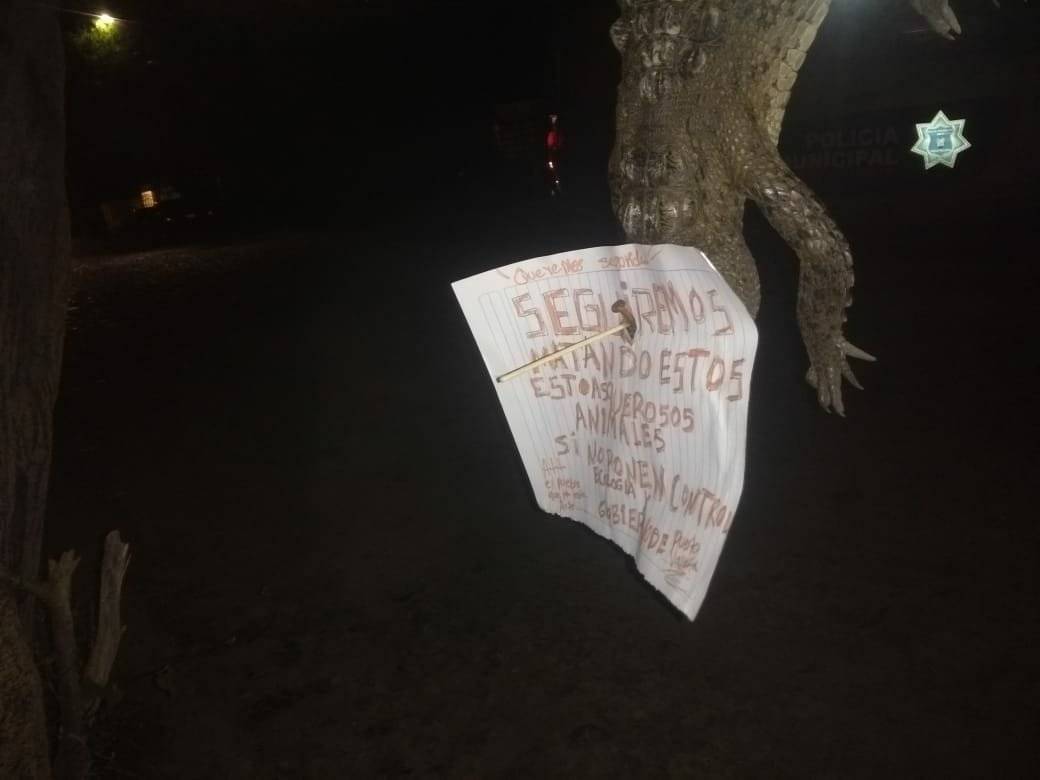 Surge escuadrón “mata cocodrilos” en Puerto Vallarta