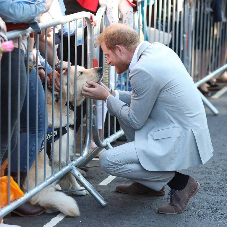 El tierno gesto del príncipe Harry con un perro