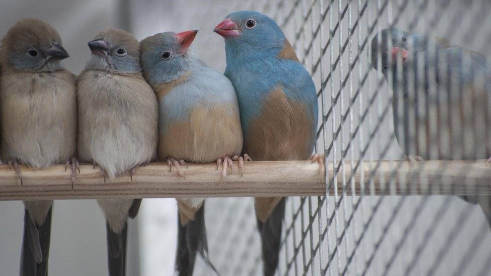 103691598bird1-6ec9eab1a60990bcfc6f7c7a656b03a9.jpg