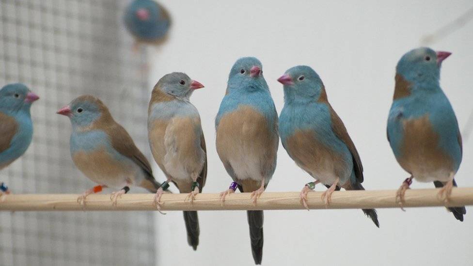 103691602bird3-ab05e654307a9ac517f9d51f979e7cd9.jpg