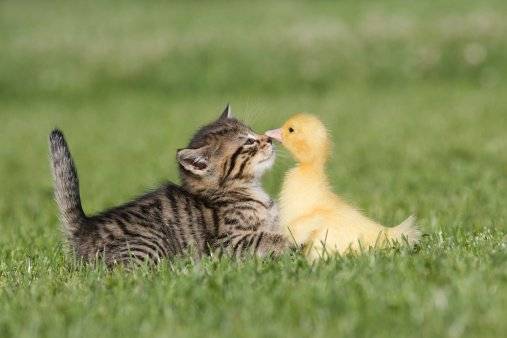 día de los animales