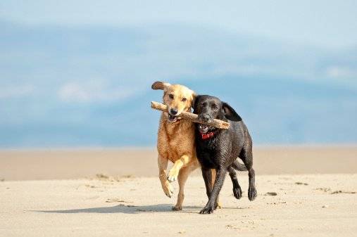día de los animales