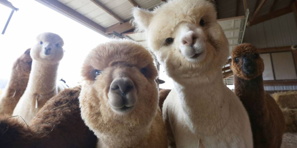 Las alpacas podrían tener una gran solución para combatir el cáncer en humanos
