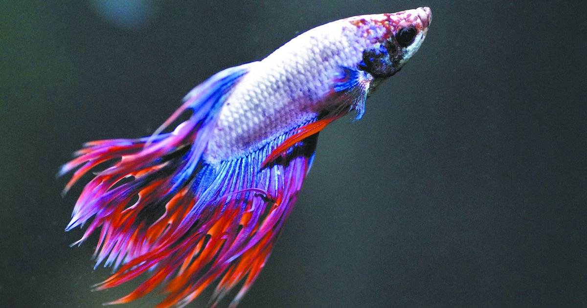 Peixe