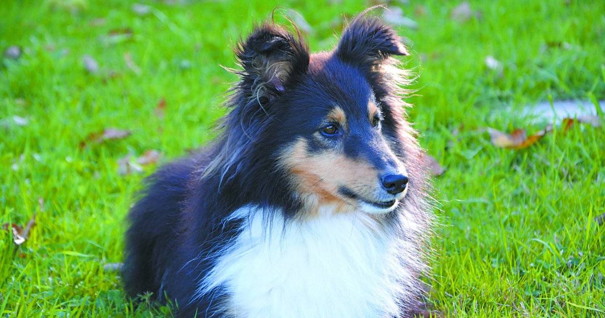 Cachorro
