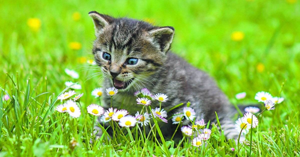 Gato