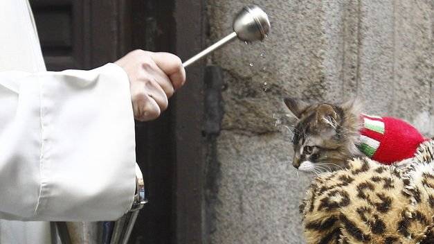 Hoy es el Día mundial de los animales