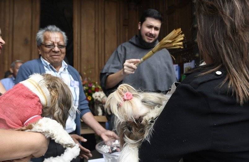 Bendición de mascotas