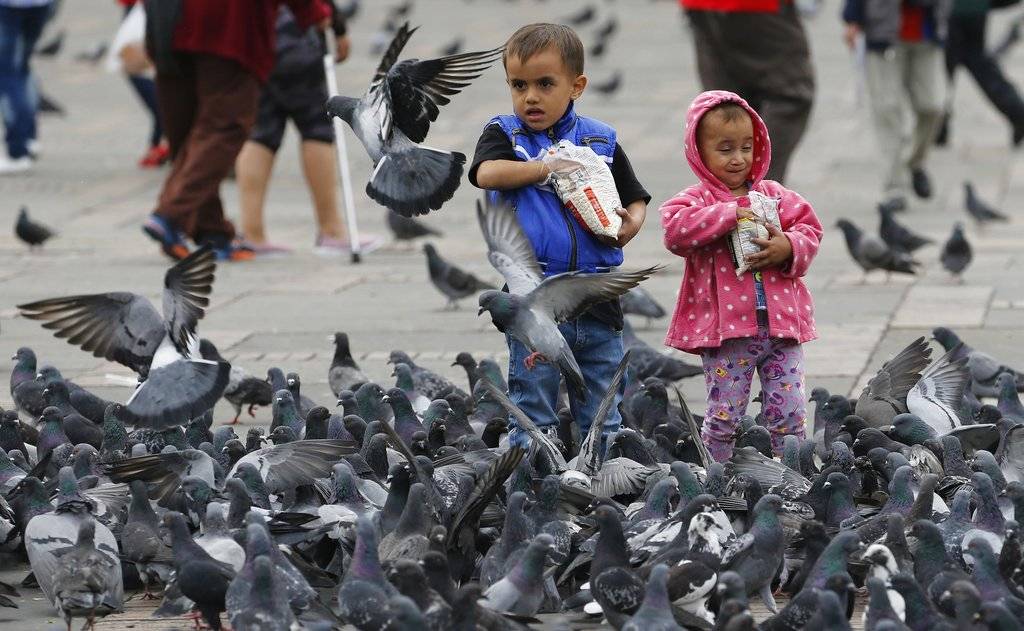 Palomas en Bogotá