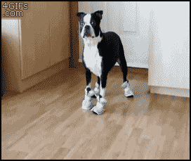 dogshoeshatersgonnahate-efa76879385b62eddd80cd661949fc4a.gif dogshoeshatersgonnahate-efa76879385b62eddd80cd661949fc4a.gif