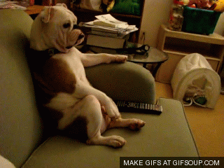 dogwatchingtvo1-ee6c95a06513b34a5f443a62c8e9f7d8.gif dogwatchingtvo1-ee6c95a06513b34a5f443a62c8e9f7d8.gif