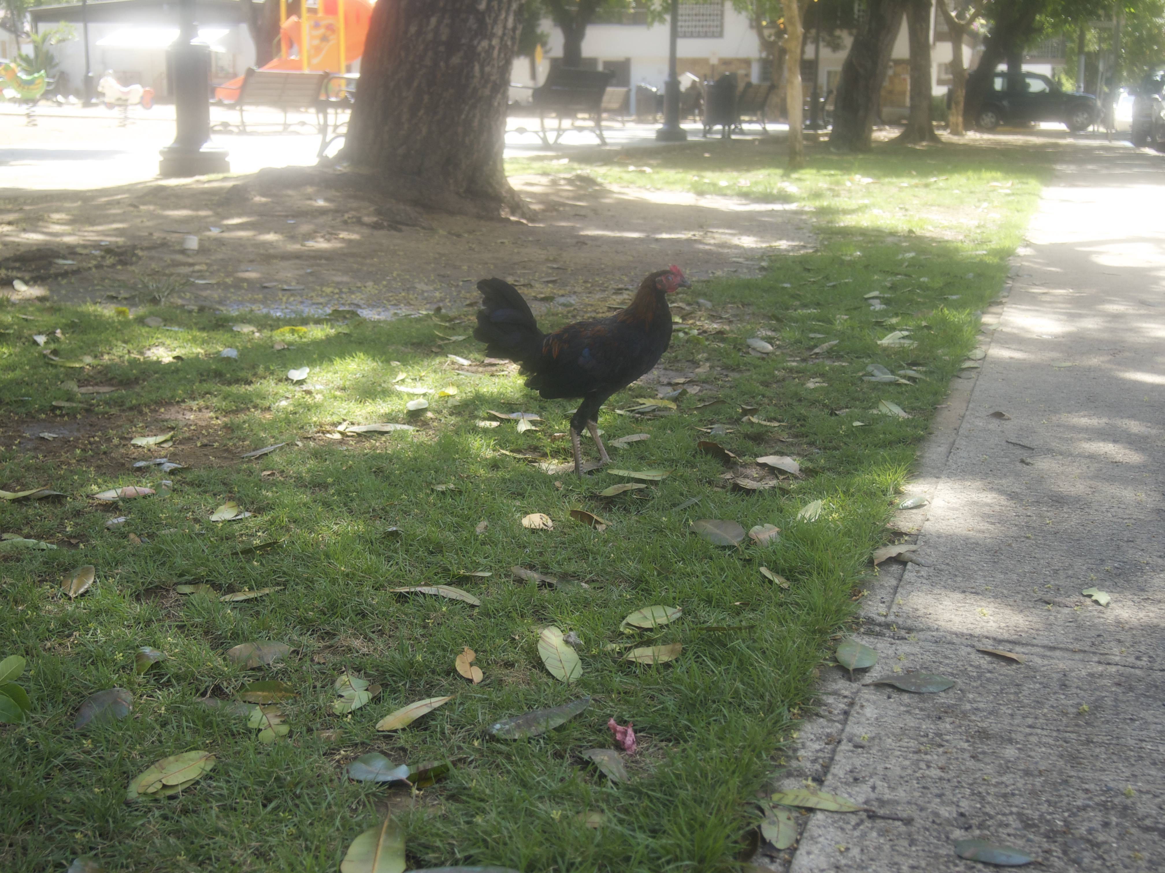 gallinas1162814629-ea48c26735a42a014a46ac9e43e00ddc.jpg gallinas1162814629-ea48c26735a42a014a46ac9e43e00ddc.jpg