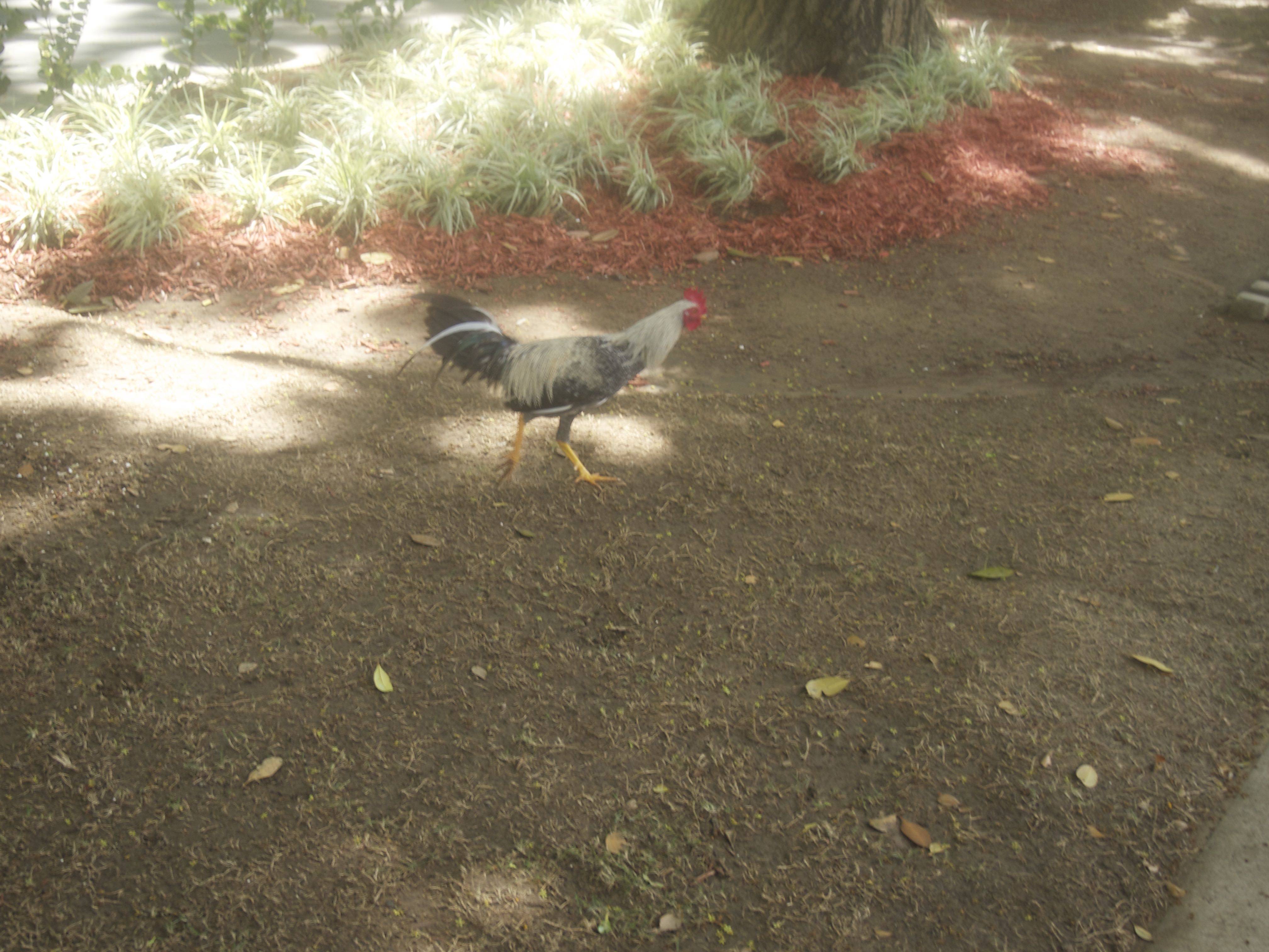 gallinas2370426320-1868e0b6eaf8c68e62a1359379e26913.jpg gallinas2370426320-1868e0b6eaf8c68e62a1359379e26913.jpg