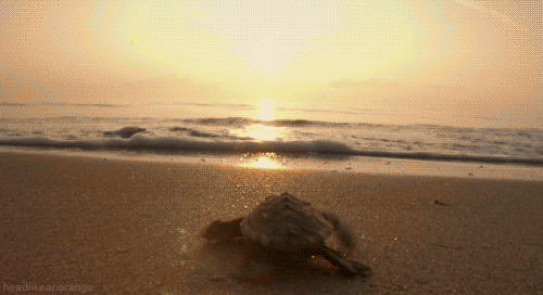 giphy11-842c4d6b6ce2aaffe0392c24e15d3b00.gif giphy11-842c4d6b6ce2aaffe0392c24e15d3b00.gif