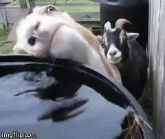 giphy2-89365344771bf0c205f0657e02d1bf1d.gif giphy2-89365344771bf0c205f0657e02d1bf1d.gif