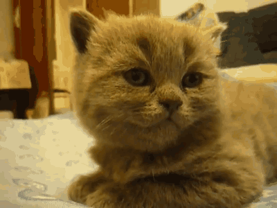 giphy219-8c8fece234e3a642c4c67162dc9eba43.gif giphy219-8c8fece234e3a642c4c67162dc9eba43.gif