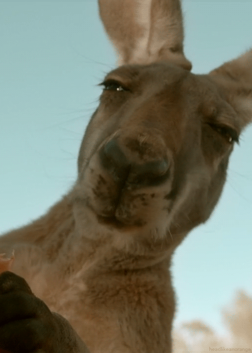 giphy23-2dd87414bd02b5af413e67a3f981d7c6.gif giphy23-2dd87414bd02b5af413e67a3f981d7c6.gif
