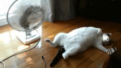 giphy29-fd7595e7105c5342d29cd7045e301a7b.gif giphy29-fd7595e7105c5342d29cd7045e301a7b.gif