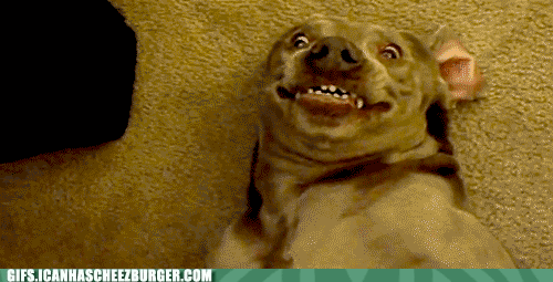 giphy63-3ee58ea4750a6d05104dd1154966b685.gif