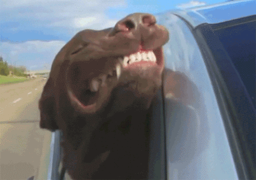 giphy72-d407b43ce87994f5f75990a7b35c8028.gif