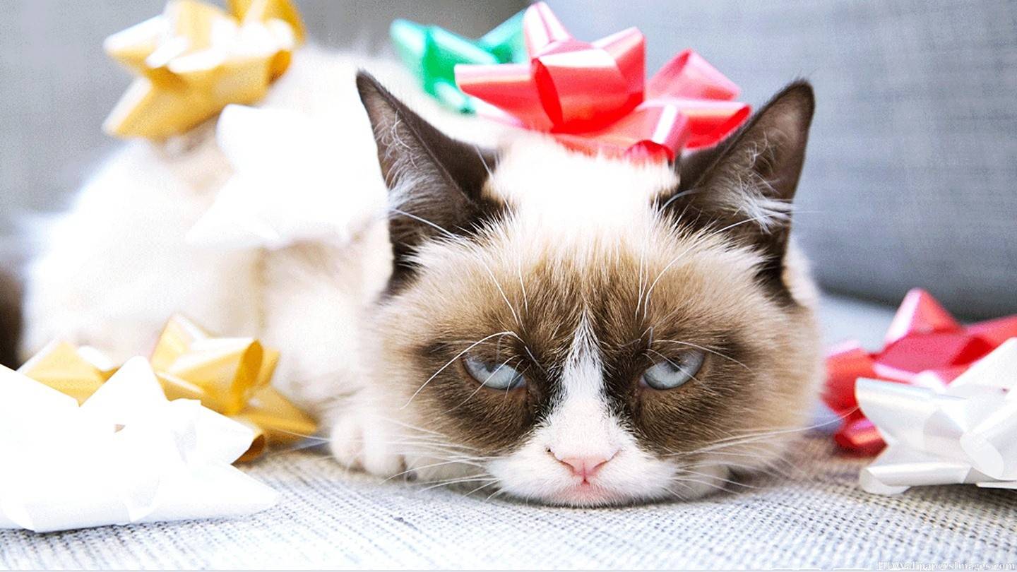 grumpycatbirthdayhdimages-39548b6ad247500279d0102e6347cdb6.jpg grumpycatbirthdayhdimages-39548b6ad247500279d0102e6347cdb6.jpg