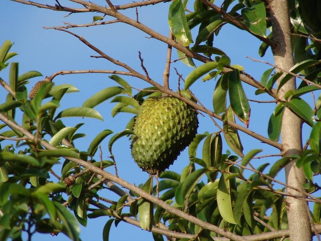 guanabana625259622-55083a4a24a7ba23e908837d06362c81.jpg guanabana625259622-55083a4a24a7ba23e908837d06362c81.jpg