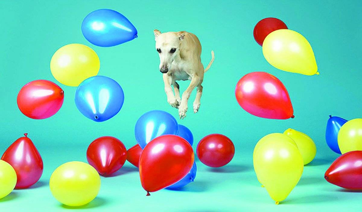 O cachorro que conseguia estourar balões mais rápido