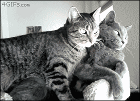 tumblrmeea0hjv3z1qdlh1io1400-397c235930db61740c555b984ee6ae9d.gif tumblrmeea0hjv3z1qdlh1io1400-397c235930db61740c555b984ee6ae9d.gif
