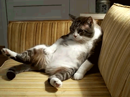 turkeycoma1-54deab482796fd9fed65d0f45bcca362.gif turkeycoma1-54deab482796fd9fed65d0f45bcca362.gif