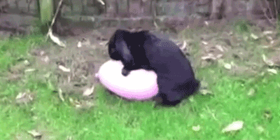 9kjxdzt-5a27aedf661633058483928d98a2ecaf.gif 9kjxdzt-5a27aedf661633058483928d98a2ecaf.gif