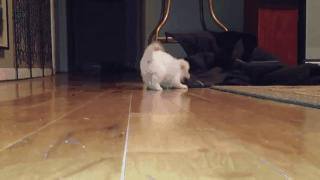 animation271-3282bfaba1e55361a3bf7fb53578fdfd.gif animation271-3282bfaba1e55361a3bf7fb53578fdfd.gif