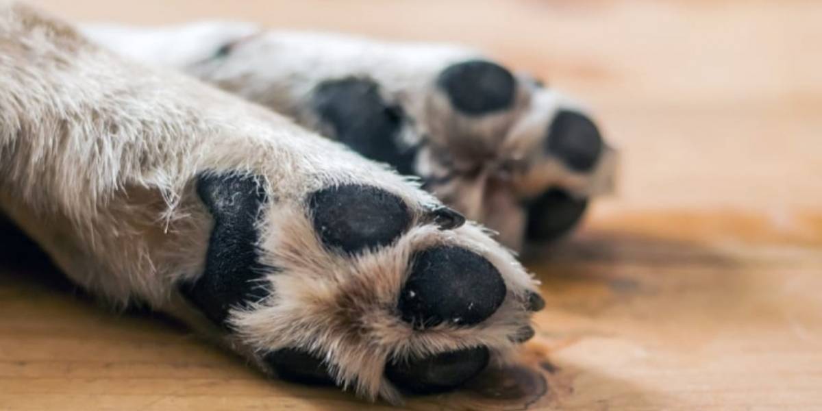 Como se contagia la sarna de un perro a otro