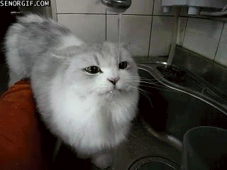 catwater-d2f50fa47e1e92235f0488a95b6a8977.gif catwater-d2f50fa47e1e92235f0488a95b6a8977.gif