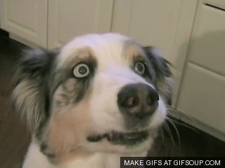 dogstare-246585e80b1af0f4335dae18b6acd9fd.gif dogstare-246585e80b1af0f4335dae18b6acd9fd.gif