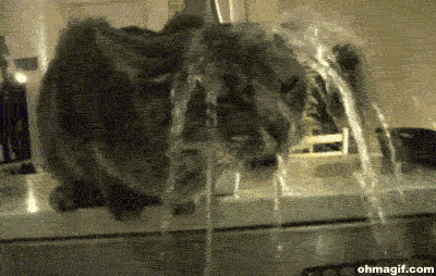 giphy110-1aa0f21ef61eb7858c72036b440e357d.gif giphy110-1aa0f21ef61eb7858c72036b440e357d.gif