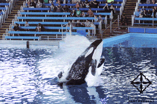 giphy112-76ed1371cf13d76bd7471f27527f3d43.gif giphy112-76ed1371cf13d76bd7471f27527f3d43.gif