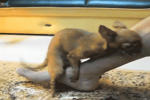 giphy114-30d7750acdea3a787e8b1c80366df223.gif giphy114-30d7750acdea3a787e8b1c80366df223.gif