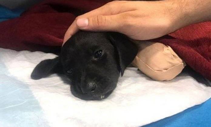 Cachorro es mutilado de patas y cola y es abandonado en un bosque