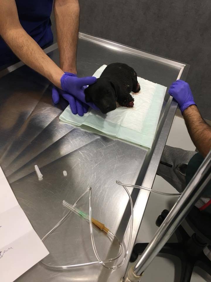Cachorrito mutilado