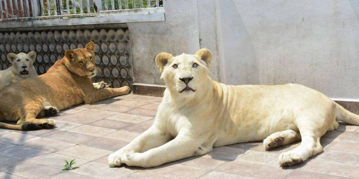México: Un hombre tenía tres leones africanos como mascotas en la azotea de su casa