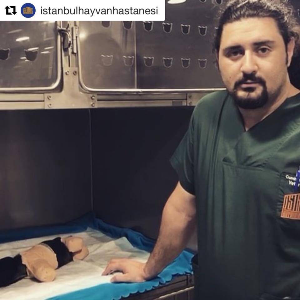 Cachorro es mutilado de patas y cola y es abandonado en un bosque