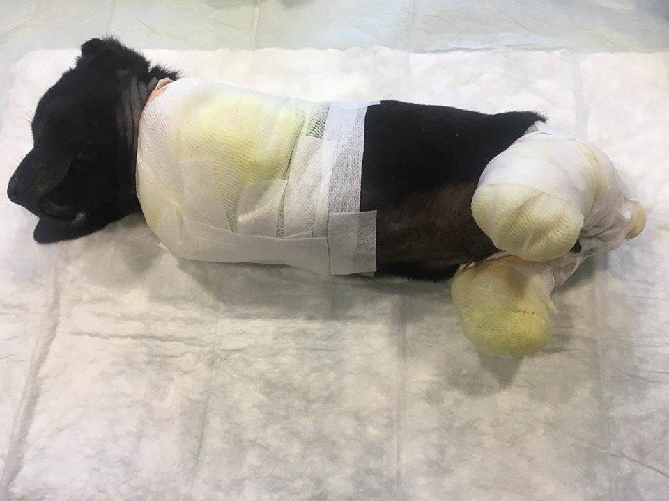 Cachorro es mutilado