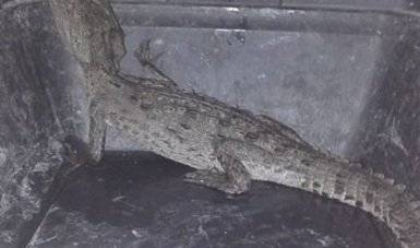 Cocodrilo