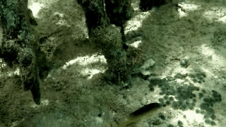 0fa1c07d9d5844fd9dab654b649903e4-d12cf19833a5c49c042f95c2b7d9d6a2.gif 0fa1c07d9d5844fd9dab654b649903e4-d12cf19833a5c49c042f95c2b7d9d6a2.gif