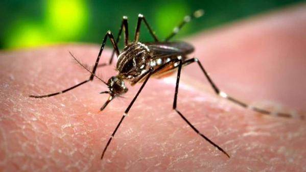 20150604102733123zika-a3ced01d8ad6e3cc25c7c5192efd75bc.jpg 20150604102733123zika-a3ced01d8ad6e3cc25c7c5192efd75bc.jpg