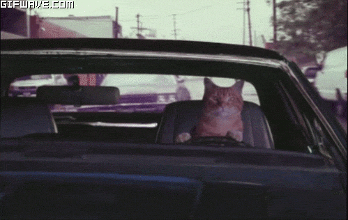 749108catfunnydriving-cca429133be752796b35b0358c0f830d.gif 749108catfunnydriving-cca429133be752796b35b0358c0f830d.gif