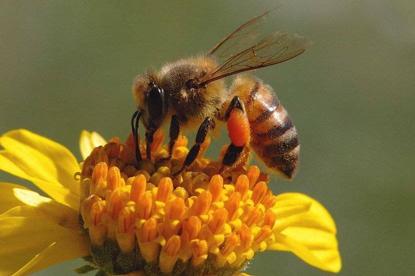 abejas-1d5a574d86a671e7c7a8d50fa1ef176d.jpg